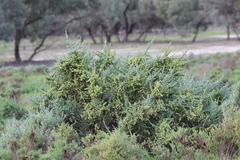 Maireana pyramidata