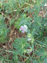 Medicago sativa