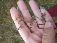 Hippocrepis ciliata