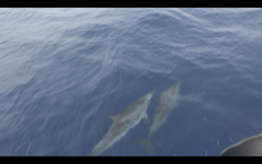 Stenella frontalis