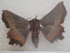 Nycticleptes lechriodesma