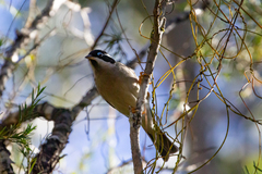 Melithreptus gularis
