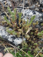 Sedum urvillei