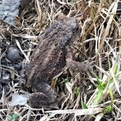 Bufo bufo