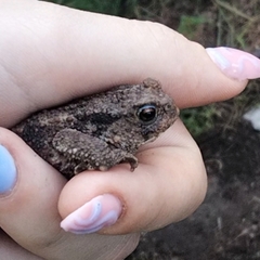 Bufo bufo