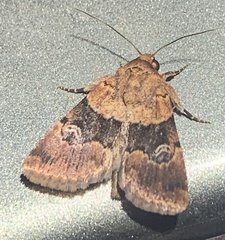 Properigea continens