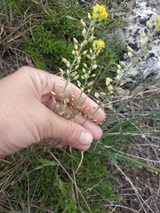 Alyssum calycocarpum