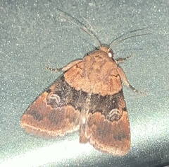 Properigea continens