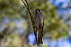 Melithreptus gularis
