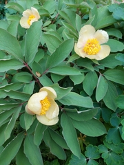 Paeonia mlokosewitschii