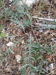 Centaurea salonitana