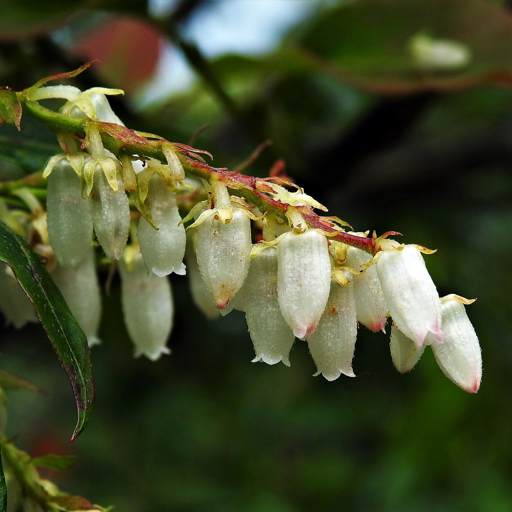 oval-leaf lyonia