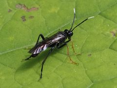 Tenthredo bipunctula