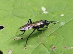 Tenthredo bipunctula