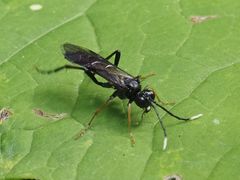 Tenthredo bipunctula