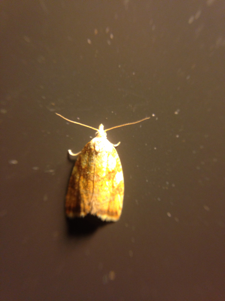 Red-edged Acleris