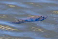 Sarotherodon melanotheron