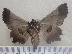 Nycticleptes lechriodesma