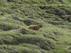 Marmota baibacina