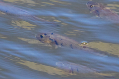 Sarotherodon melanotheron