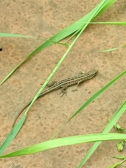 Lacerta agilis