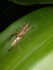 Larifugagraecia spuria