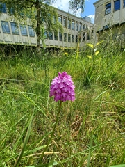 Anacamptis pyramidalis