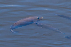 Sarotherodon melanotheron