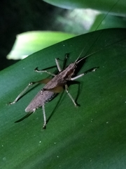 Larifugagraecia spuria