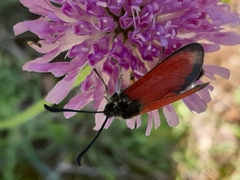 Zygaena rubicundus