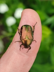 Cetonia aurata