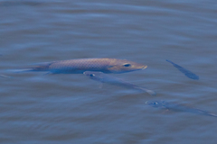 Sarotherodon melanotheron