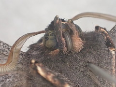 Nycticleptes lechriodesma