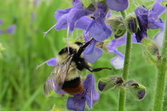 Bombus cullumanus