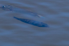 Sarotherodon melanotheron