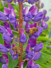 Apis mellifera