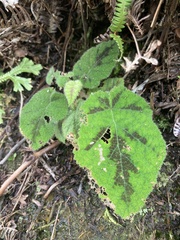 Rubus amphidasys