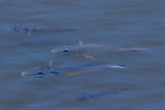 Sarotherodon melanotheron