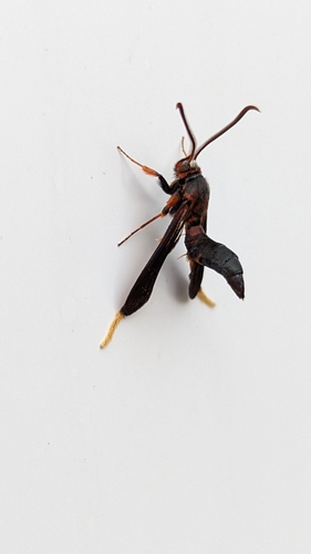 Lilac Borer Moth photo 4