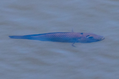 Sarotherodon melanotheron