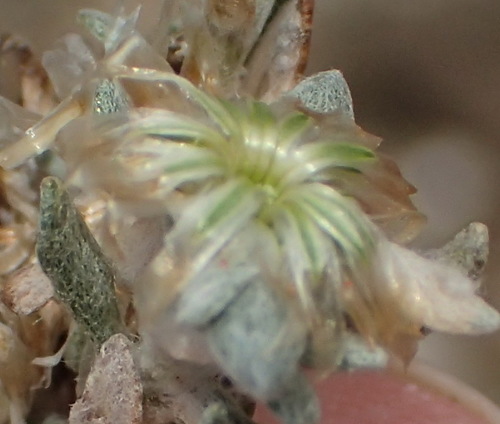 Image of Helichrysum pumilio by (c) Nicola van Berkel, some rights reserved (CC BY-SA)