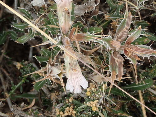 Image of Blepharis capensis by (c) Nicola van Berkel, some rights reserved (CC BY-SA)