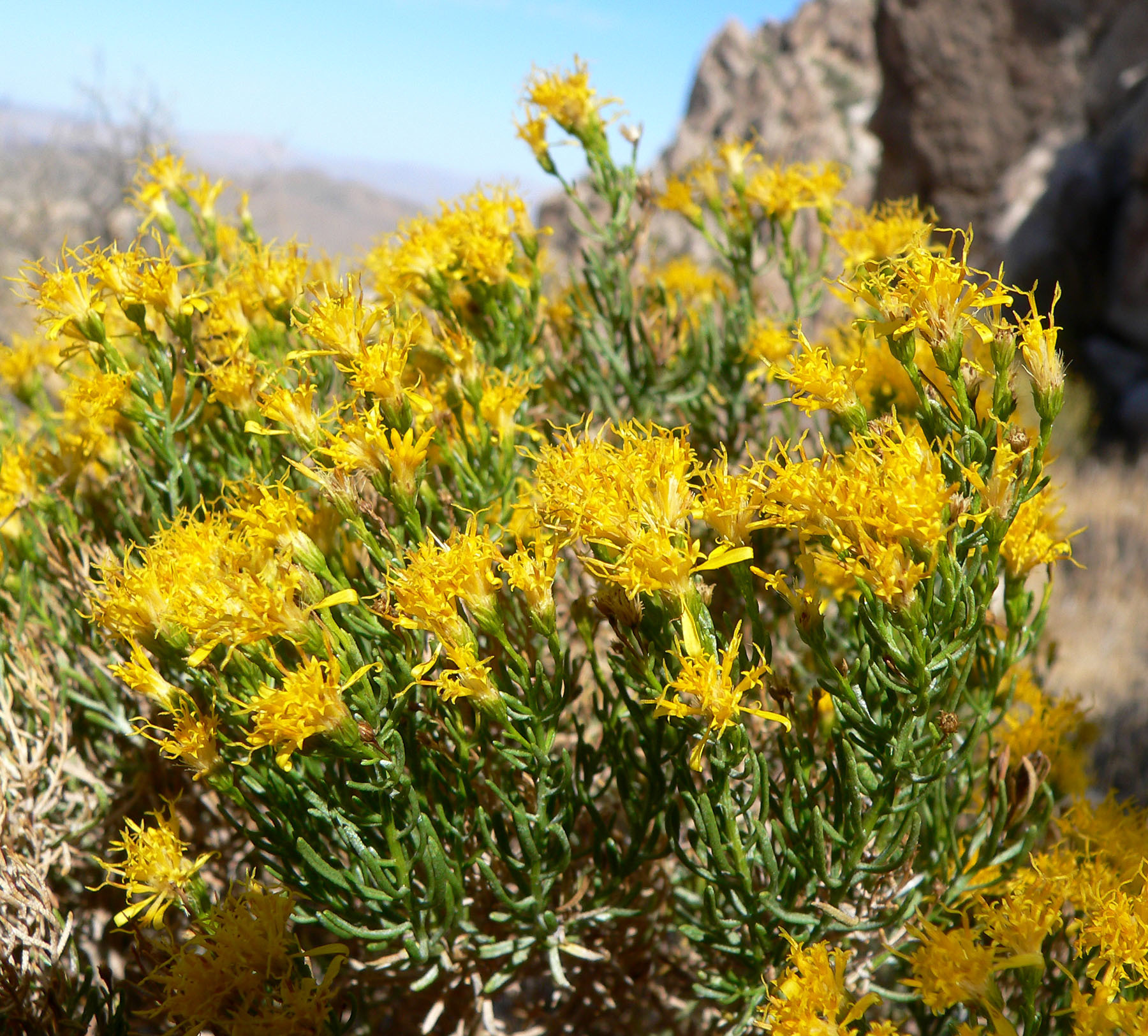 Ericameria laricifolia