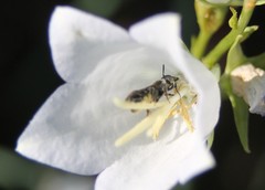 Chelostoma rapunculi