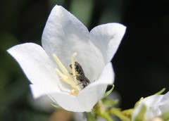 Chelostoma rapunculi