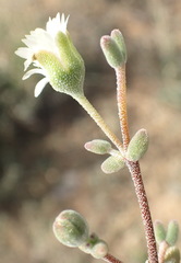 Drosanthemum karrooense