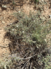 Drosanthemum karrooense