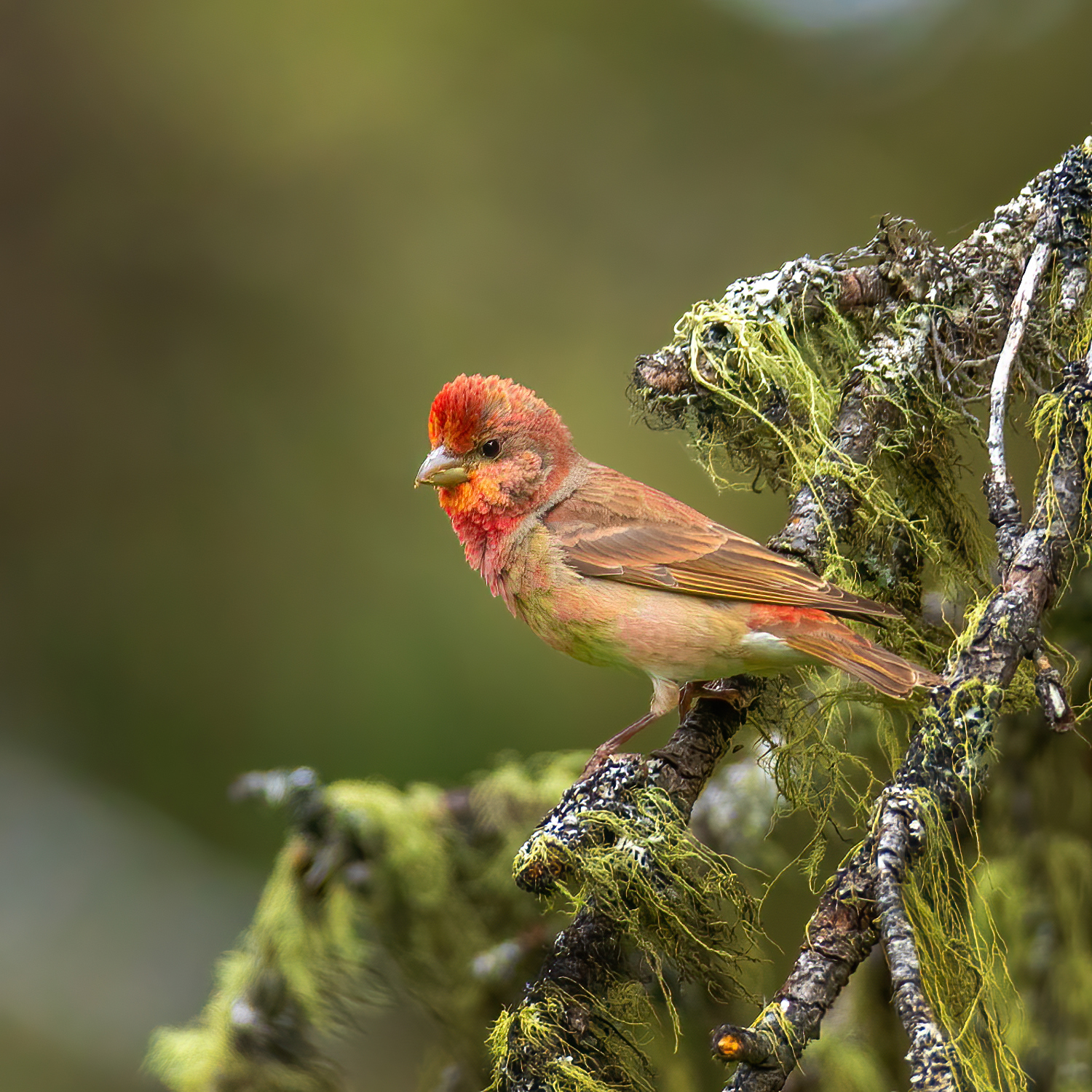 Common Rosefinch (Carpodacus erythrinus)