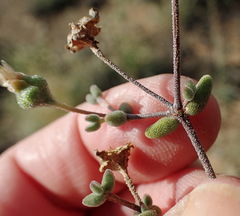 Drosanthemum karrooense
