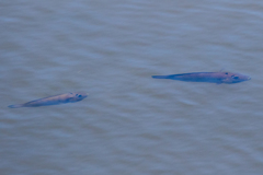 Sarotherodon melanotheron